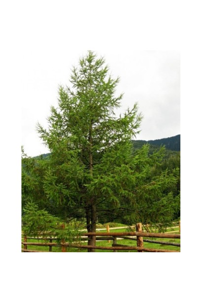 Модрина японська Larix kaempferi у ландшафтному саду